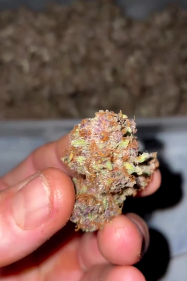 Forbidden Runtz Auto