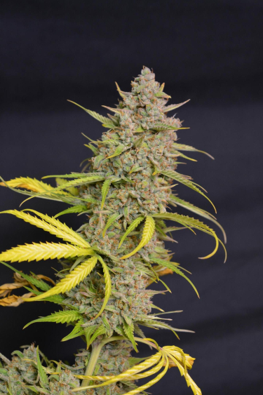 Instagram Moby Dick Auto