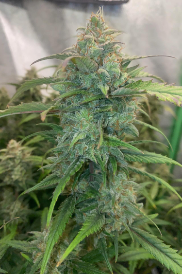 Instagram Forbidden Runtz Auto