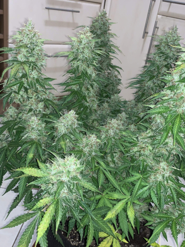 Instagram Lemon Pie Auto