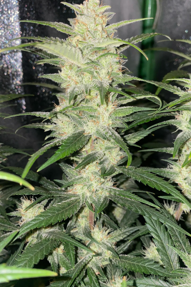 Instagram Forbidden Runtz Auto