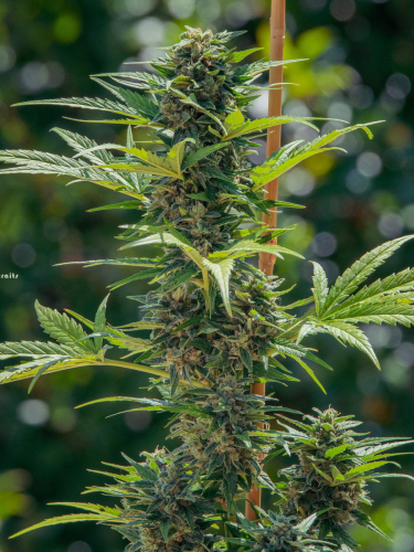 Instagram Wedding Cheesecake Auto