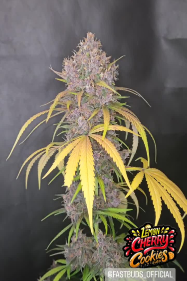 Lemon Cherry Cookies Auto