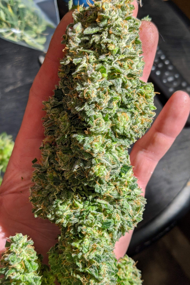 Instagram Critical Auto