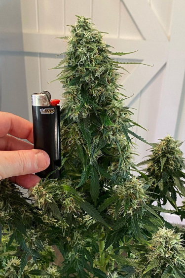 Instagram Trainwreck Auto