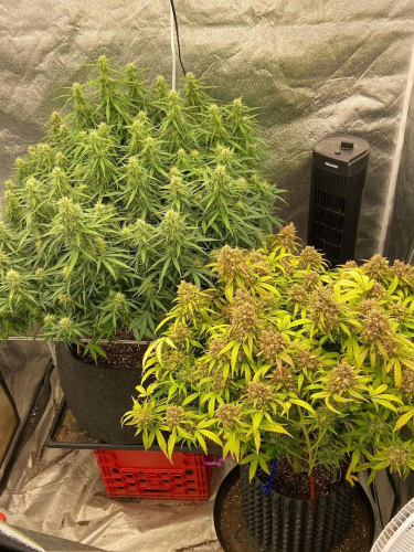 Instagram Mimosa Cake Auto