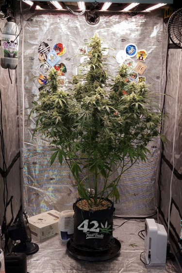 Instagram Gorilla Auto