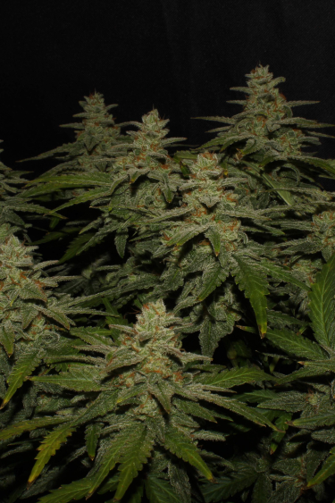 Instagram Northern Lights Auto