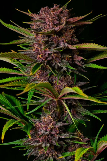 Instagram Purple Haze Auto