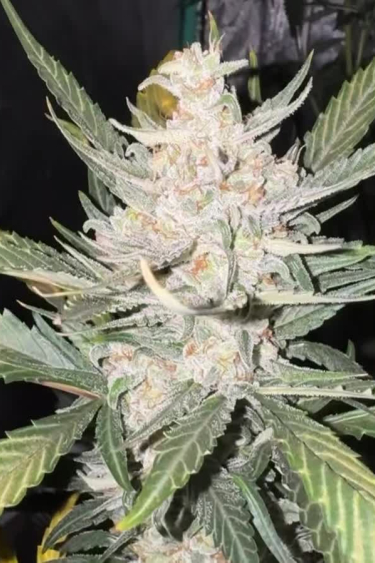 Sour Diesel Auto
