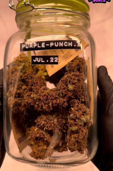 Purple Punch Auto