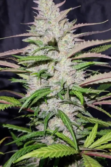 Forbidden Runtz Auto