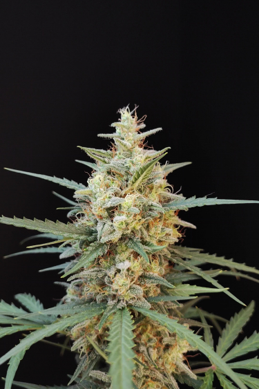 Instagram Chemdawg Auto