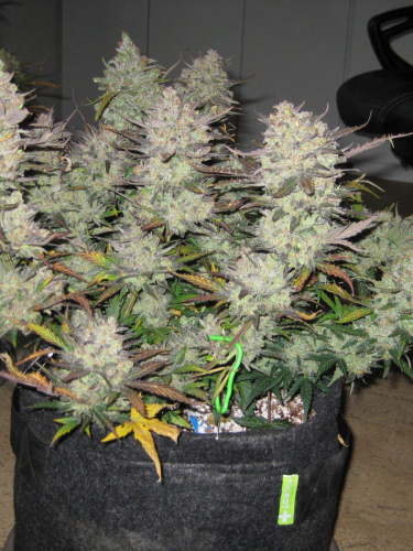 Instagram Tangie Auto