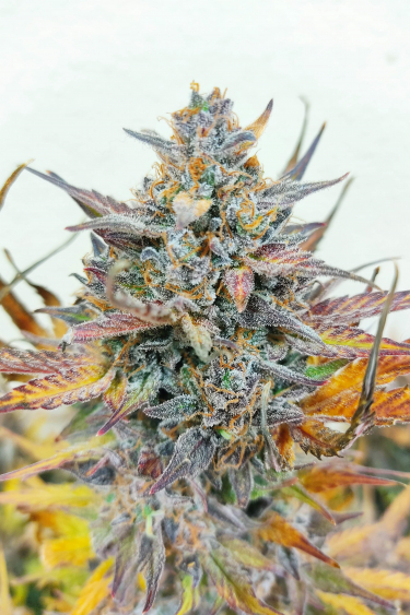 Instagram Pineapple Express Auto