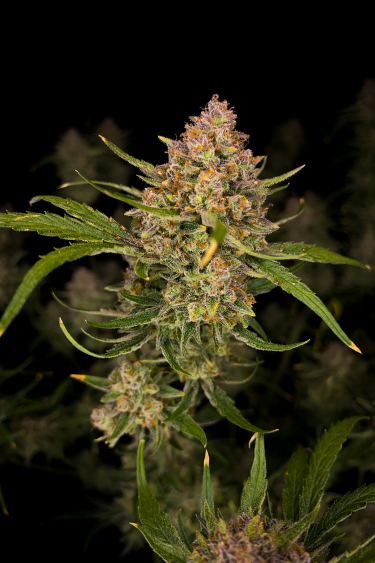 Instagram Guava Auto