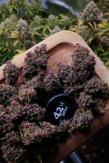 Instagram Purple Haze Auto