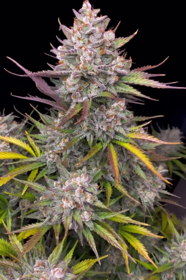 Apple Strudel Auto™