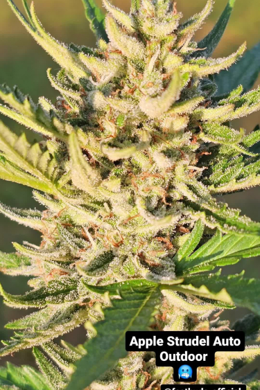 Apple Strudel Auto™