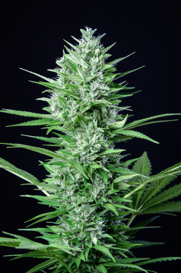 Instagram White Widow Auto