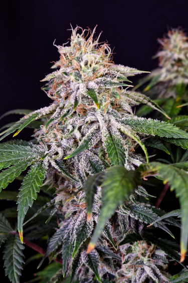 Instagram Sour Diesel Auto