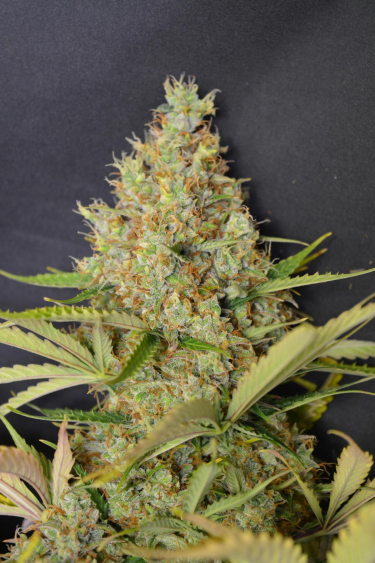 Instagram Moby Dick Auto