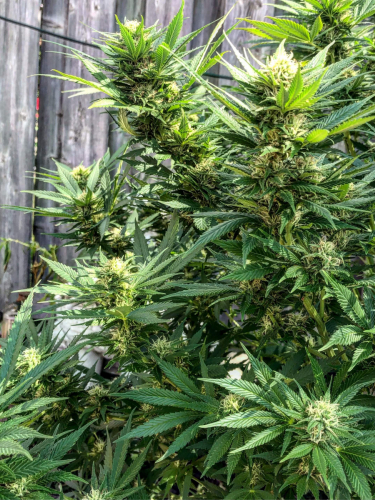 Instagram CBD Auto 11 CBD Crack