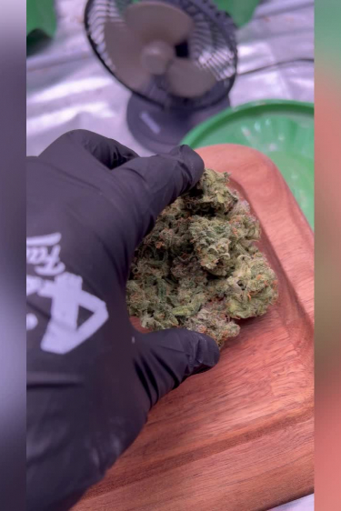 Tropicana Cookies Auto