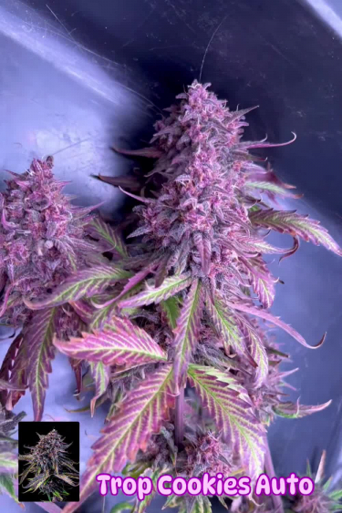 Tropicana Cookies Auto