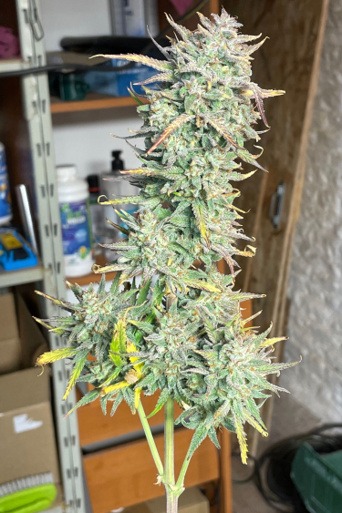 Instagram Strawberry Pie Auto
