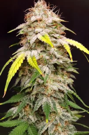 Sour Diesel Auto
