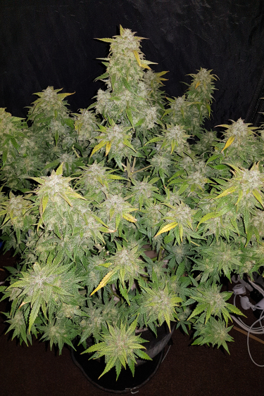 Instagram Amnesia Haze Auto