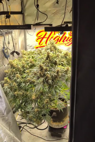 Gorilla Cookies Auto