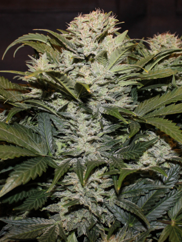 Instagram CBD Auto 11 CBD Crack