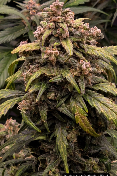 Instagram Six Shooter Auto