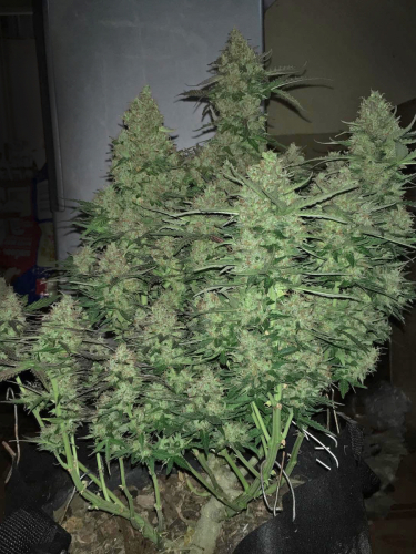 Instagram Critical Auto