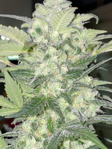 Instagram BubbleGum Auto