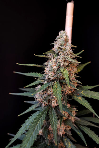 Instagram Cheese Auto