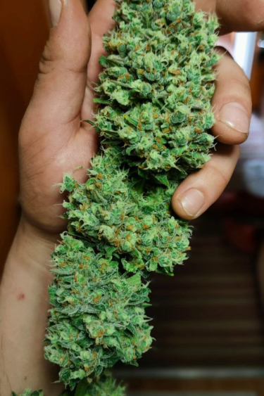 Instagram Smoothie Auto