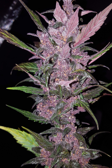 Instagram Fastberry Auto