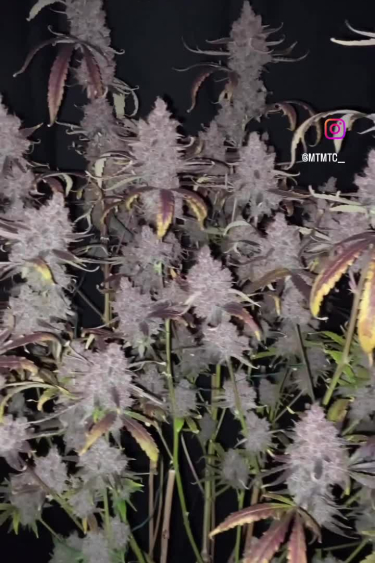 Tropicana Cookies Auto