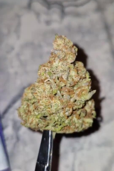 Sour Jealousy Auto™