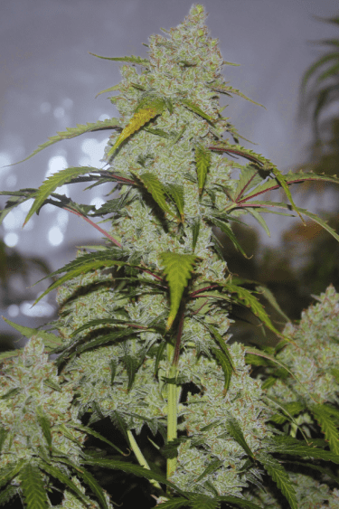 Instagram Pineapple Express Auto