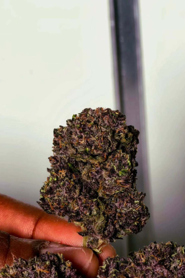 Instagram Purple Haze Auto