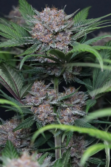 Instagram Lemon Cherry Cookies Auto