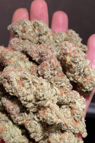 Instagram GG4 Sherbet FF