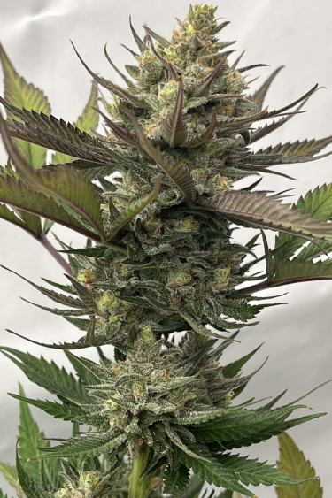 Instagram GG4 Sherbet FF