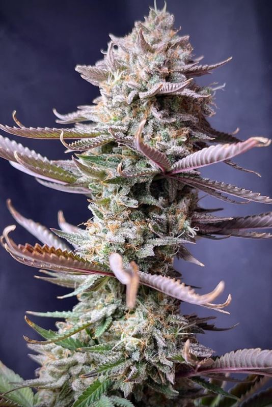 Instagram Mix Pack FF