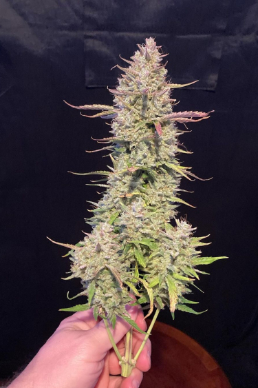 Instagram Papaya Cookies Auto