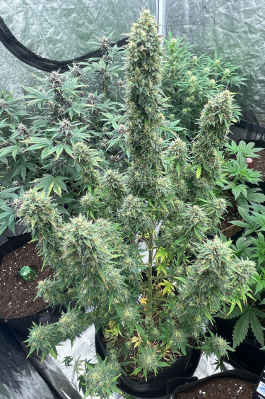Instagram Chemdawg Auto